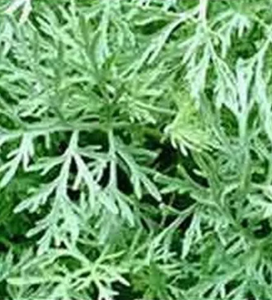 Davana Oil